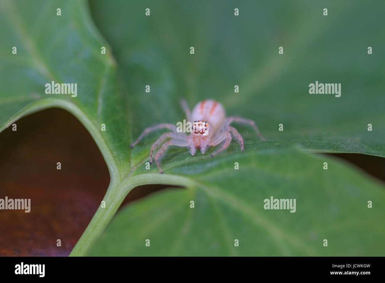 close up Jumping Spider on green leaf background Stock Photo - Alamy