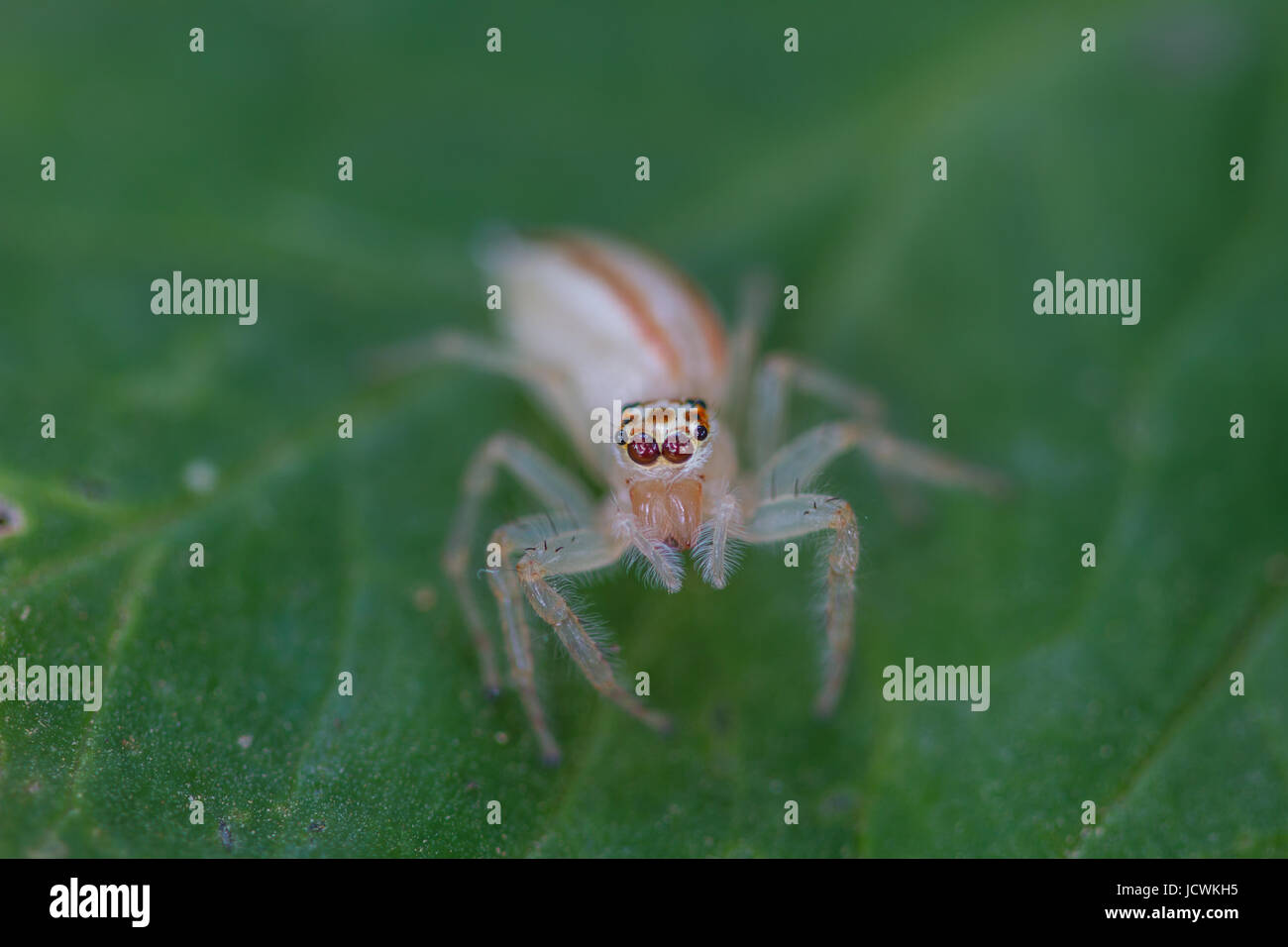 close up Jumping Spider on green leaf background Stock Photo - Alamy