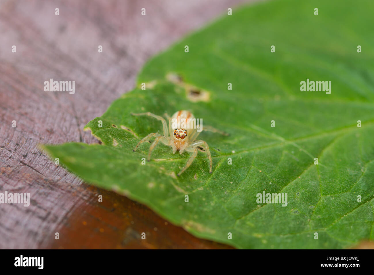 close up Jumping Spider on green leaf background Stock Photo - Alamy