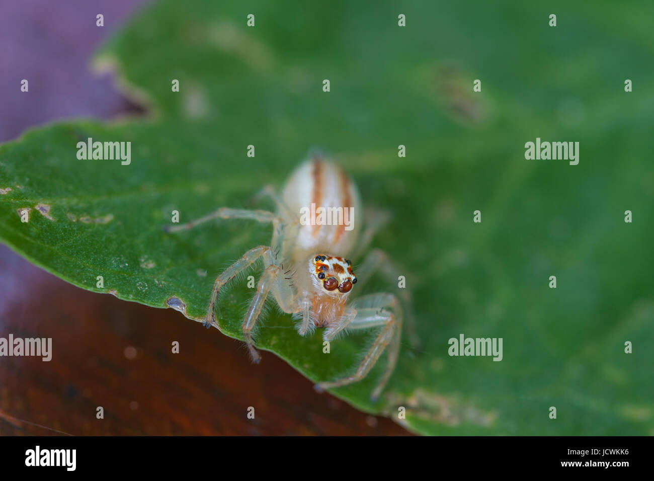 close up Jumping Spider on green leaf background Stock Photo - Alamy