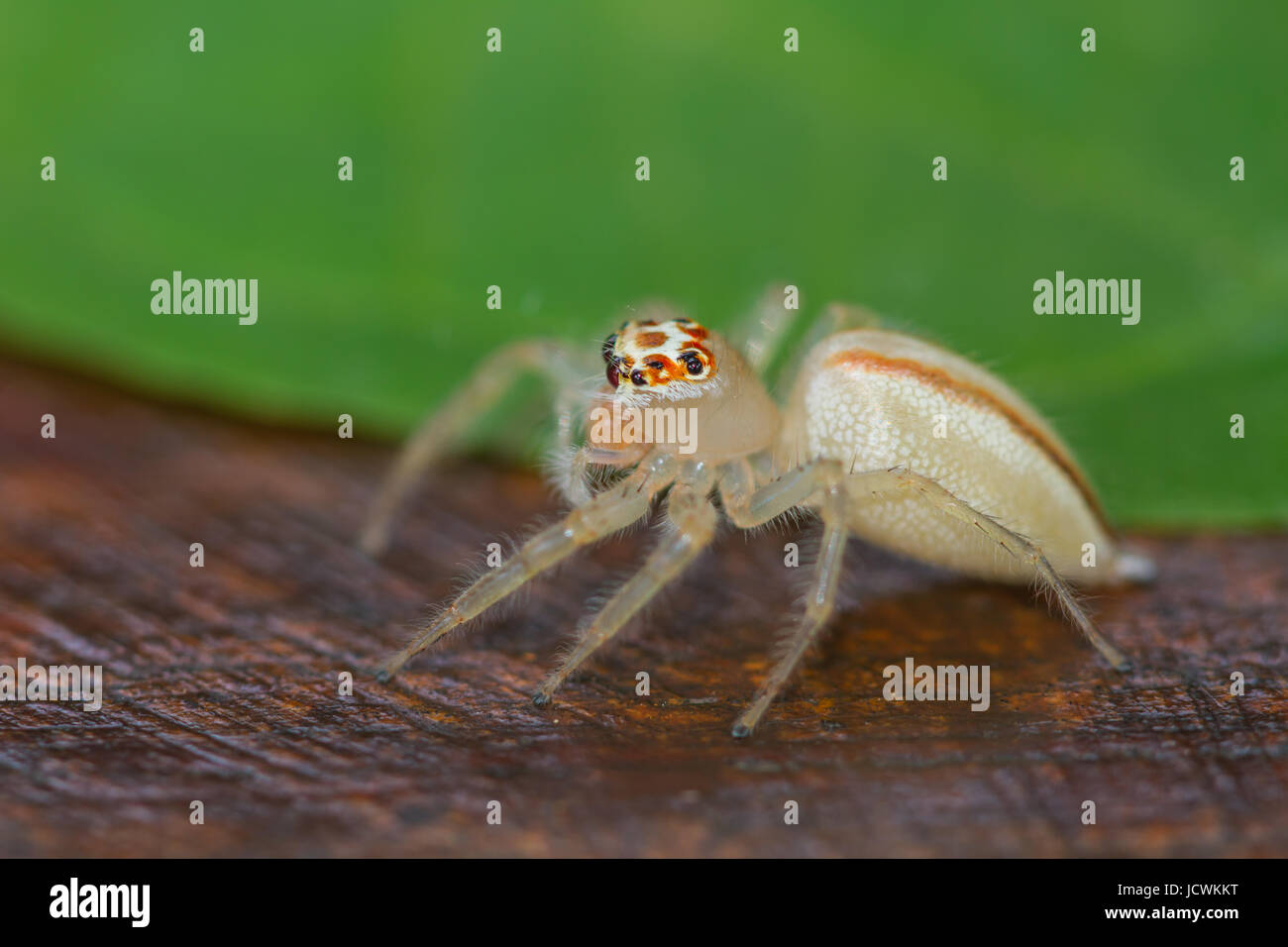 close up Jumping Spider on green leaf background Stock Photo - Alamy