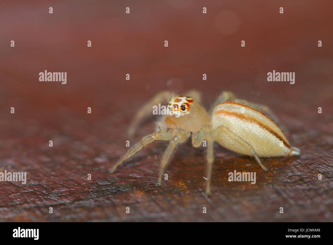 close up Jumping Spider on green leaf background Stock Photo - Alamy