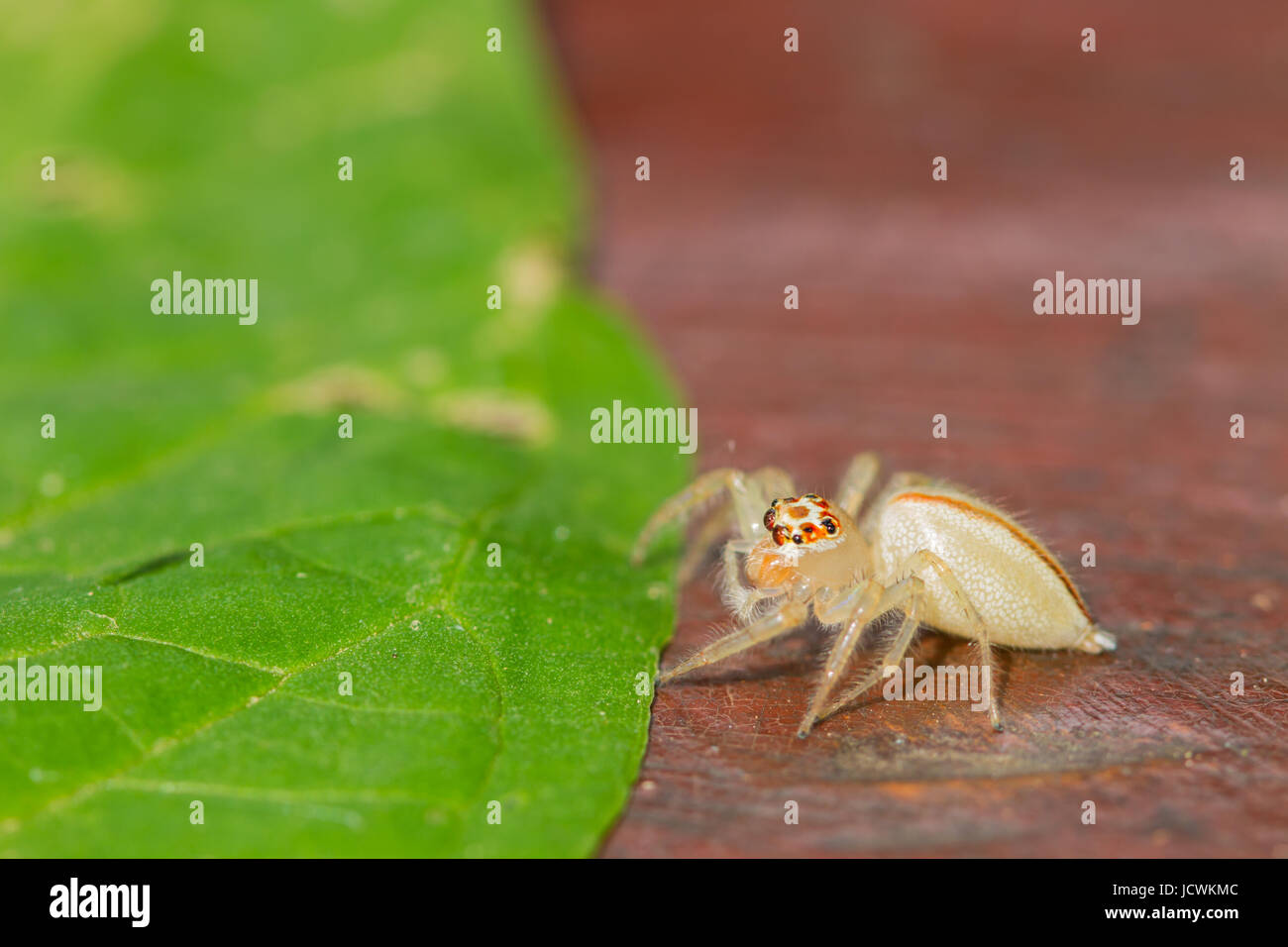 close up Jumping Spider on green leaf background Stock Photo - Alamy