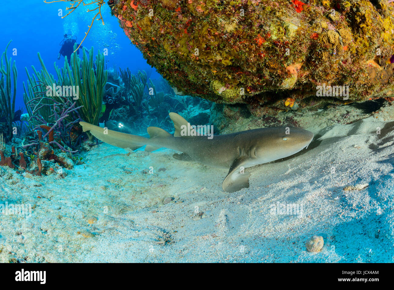 Ginglymostoma cirratum, Atlantic nurse shark and scuba diver, Cooper Island, British Virgin Islands, Caribbean Sea Stock Photo