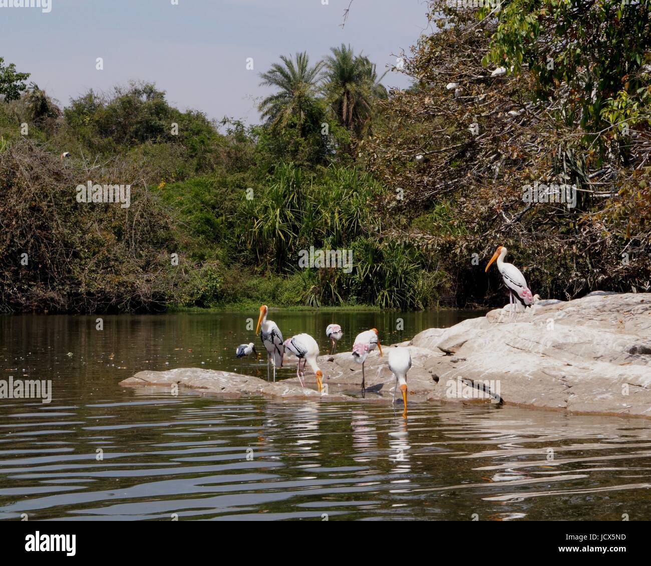 Ranganathittu Bird Sanctuary near Mysore, India Stock Photo