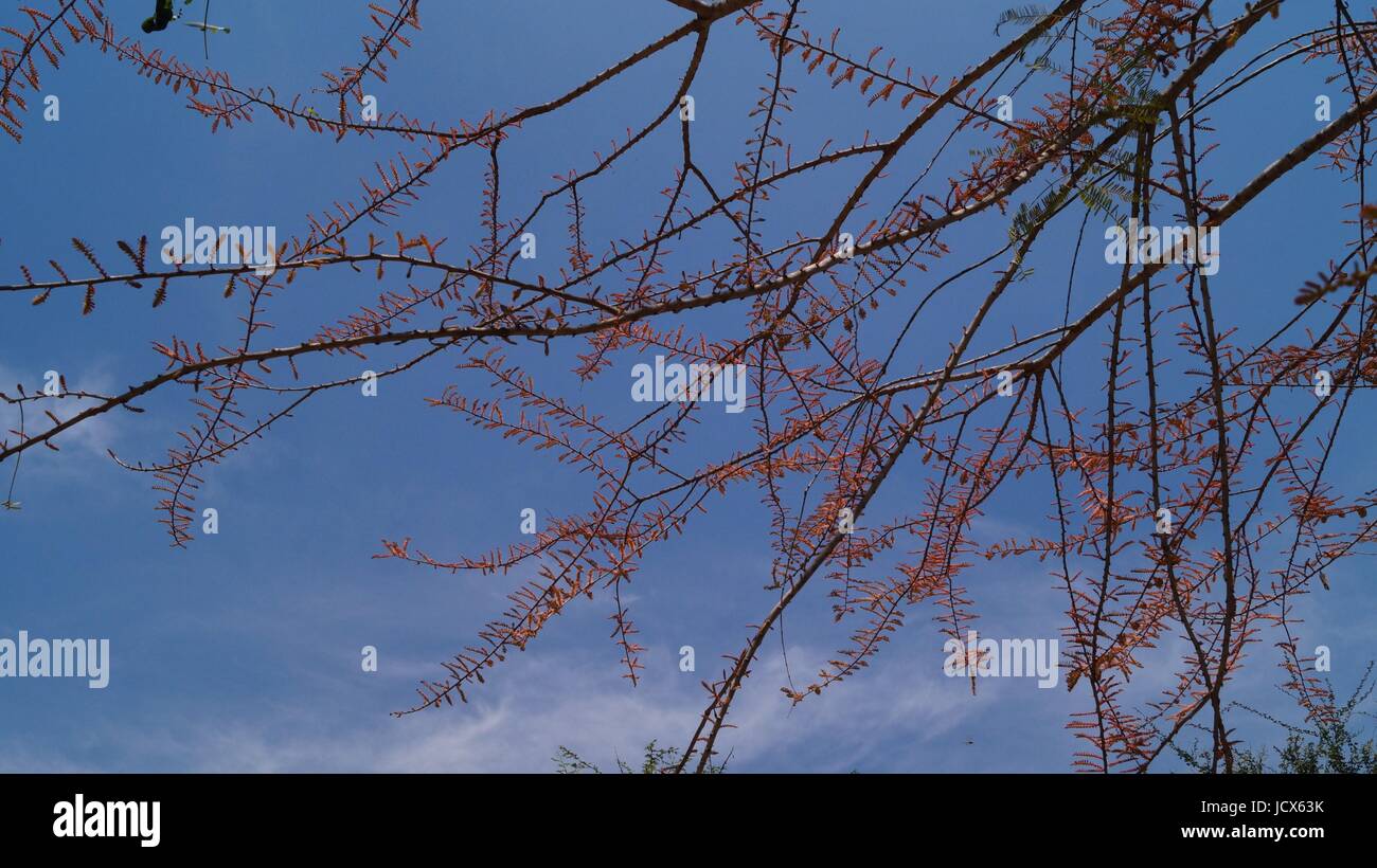 Dry Branches of tree in a Nature Reserve with Red Flowers Stock Photo