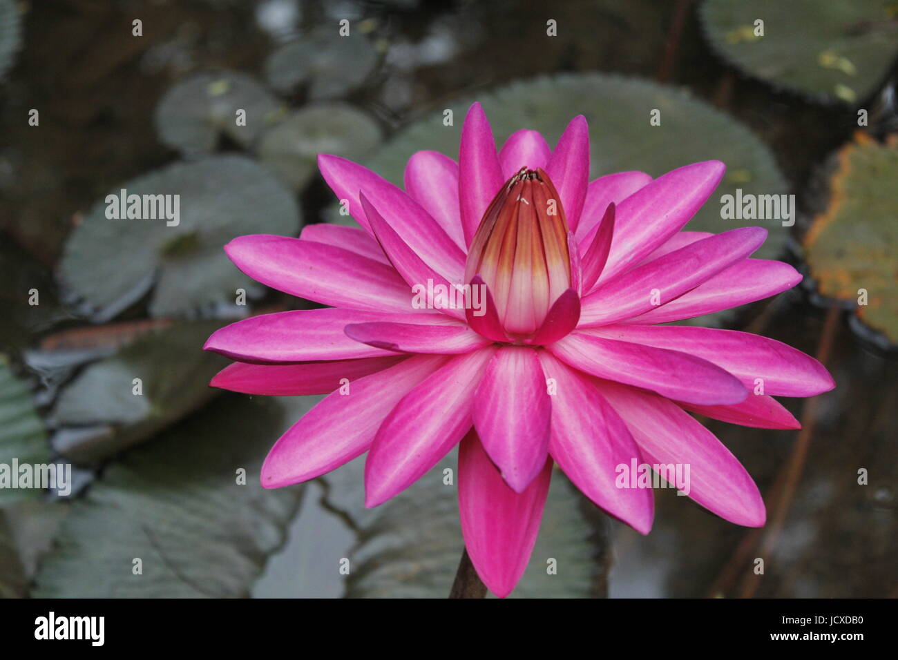 A bright lotus flower in full bloom Stock Photo