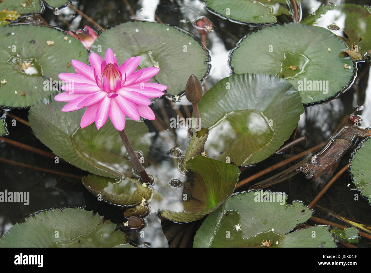 A bright lotus flower in full bloom Stock Photo Alamy