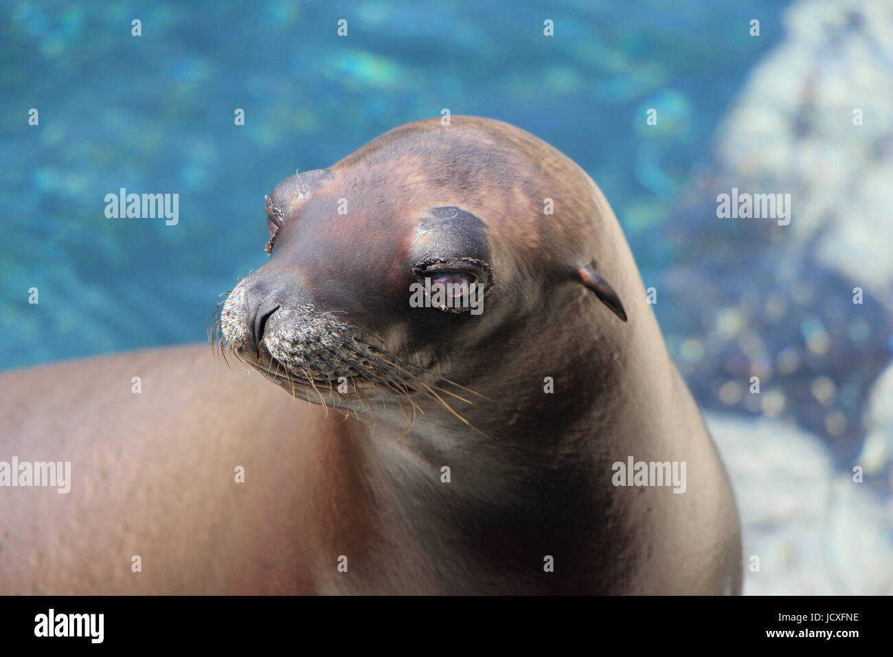 Seals face hi-res stock photography and images - Alamy