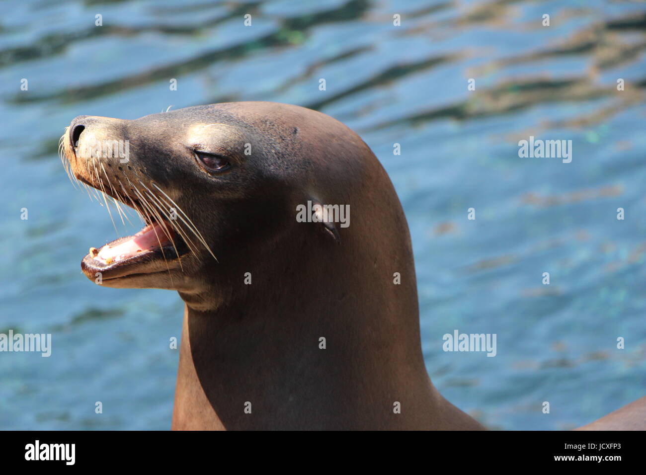 Seals face hi-res stock photography and images - Alamy