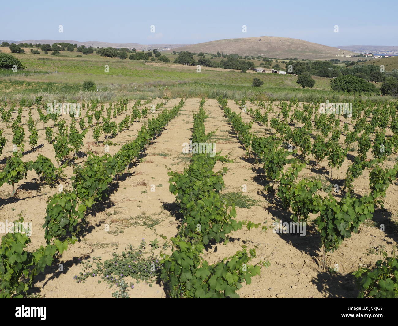 Grapes, Limnos or Lemnos island, Greece, June 2017 Stock Photo