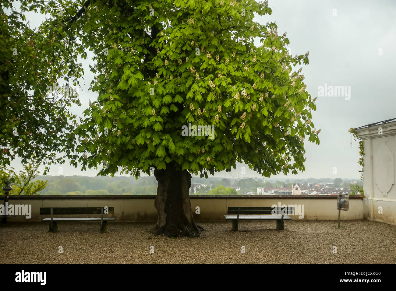 Two benches under a leafy acacia tree on the hill with a view of the city in Freising, Germany. Stock Photo