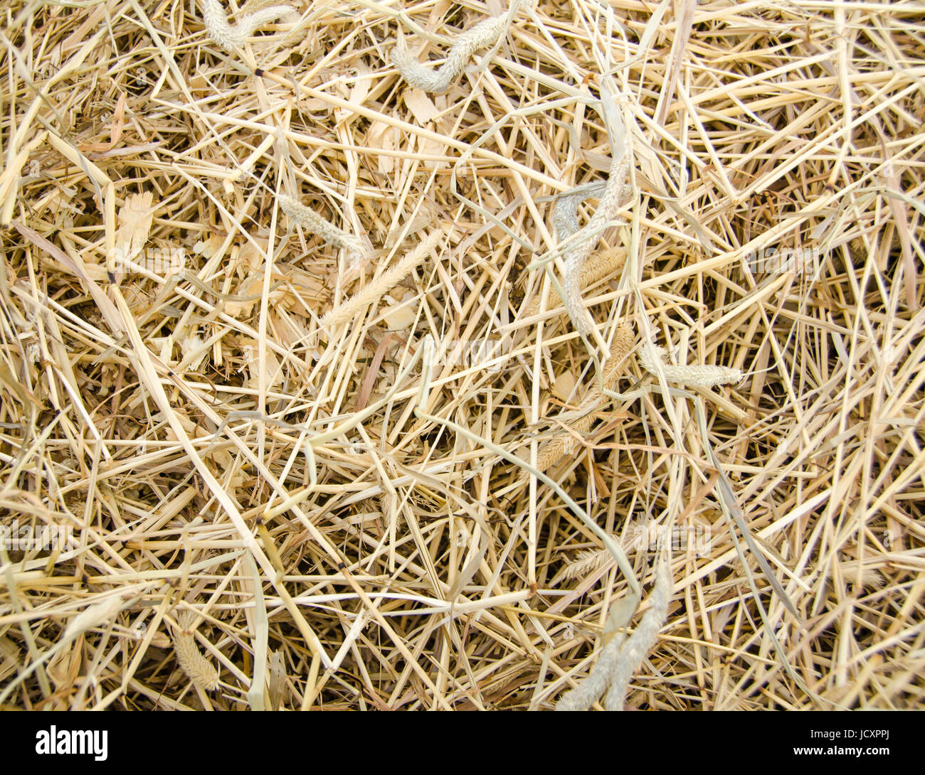 Golden yellow hay or haylage closeup view as a texture or symbol of