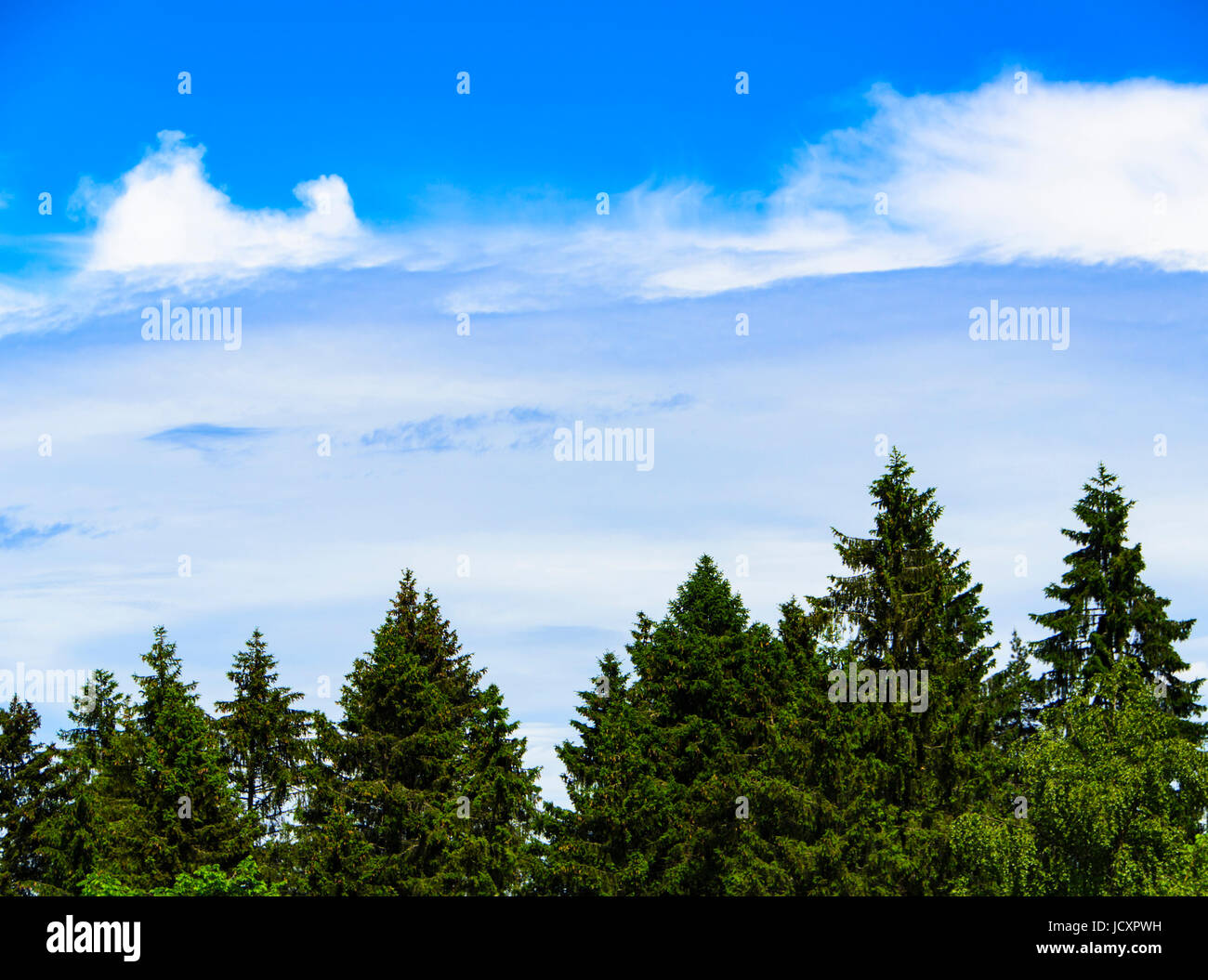 Spruce trees in front of a blue sky with cloud for background Stock Photo