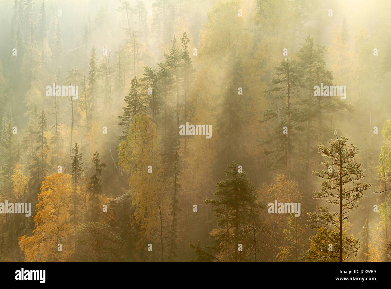 Autumn morning mist rolling over taiga forest in Oulanka national park, Kuusamo, Finland. Stock Photo
