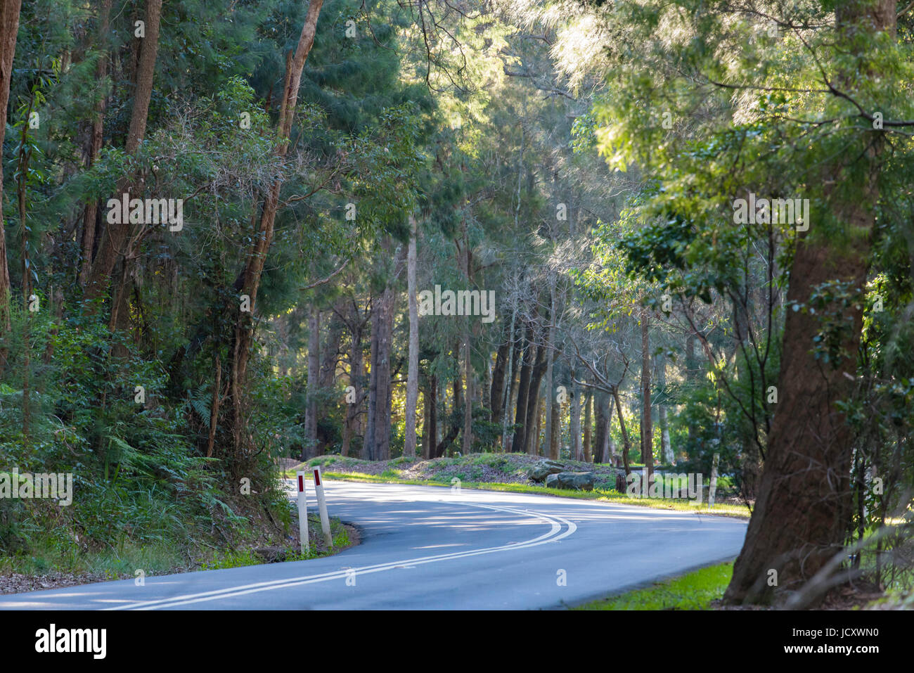 A winding road in Sydney New South Wales, Australia,  lined with gum trees Stock Photo