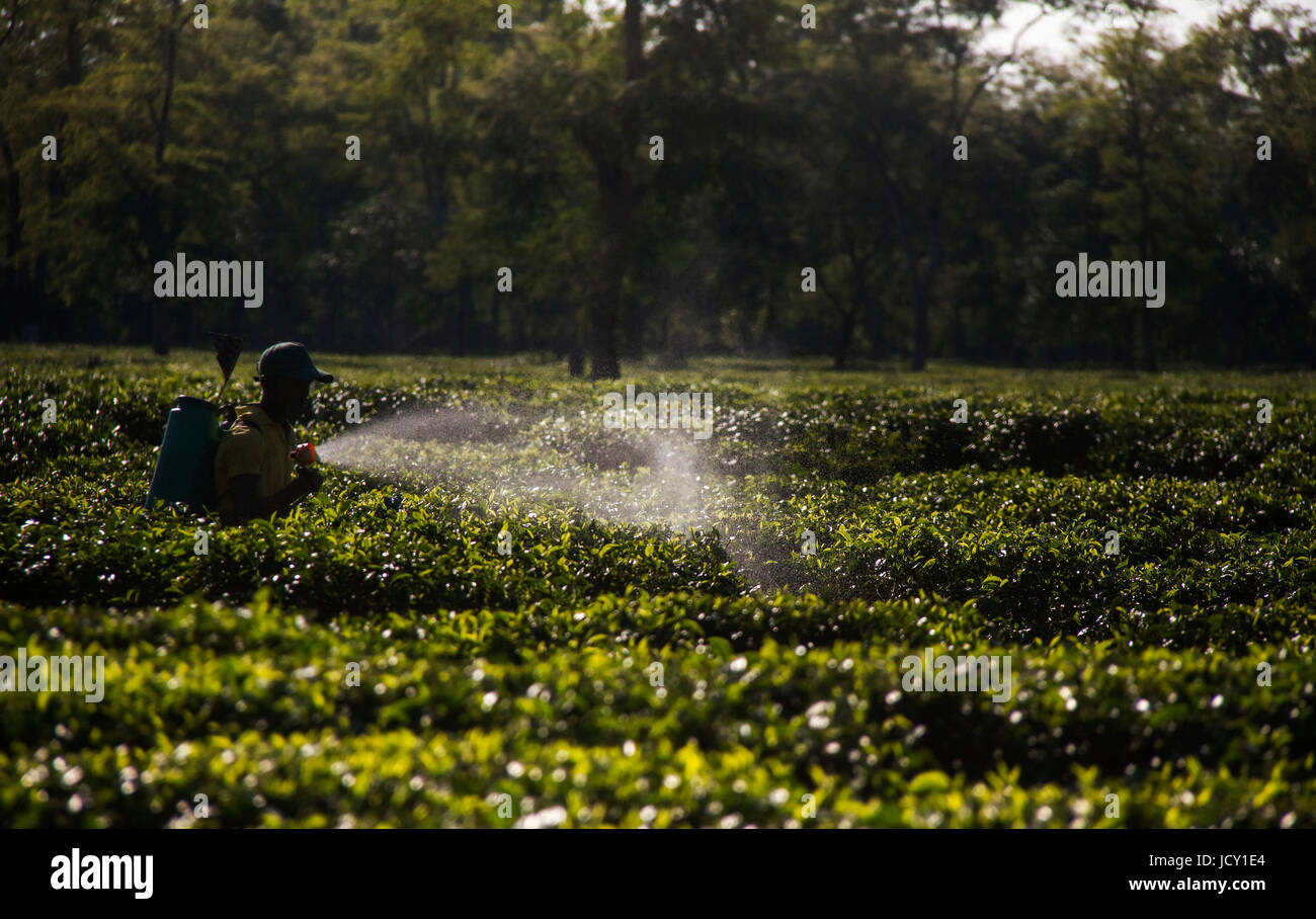 Tea Estate worker Stock Photo