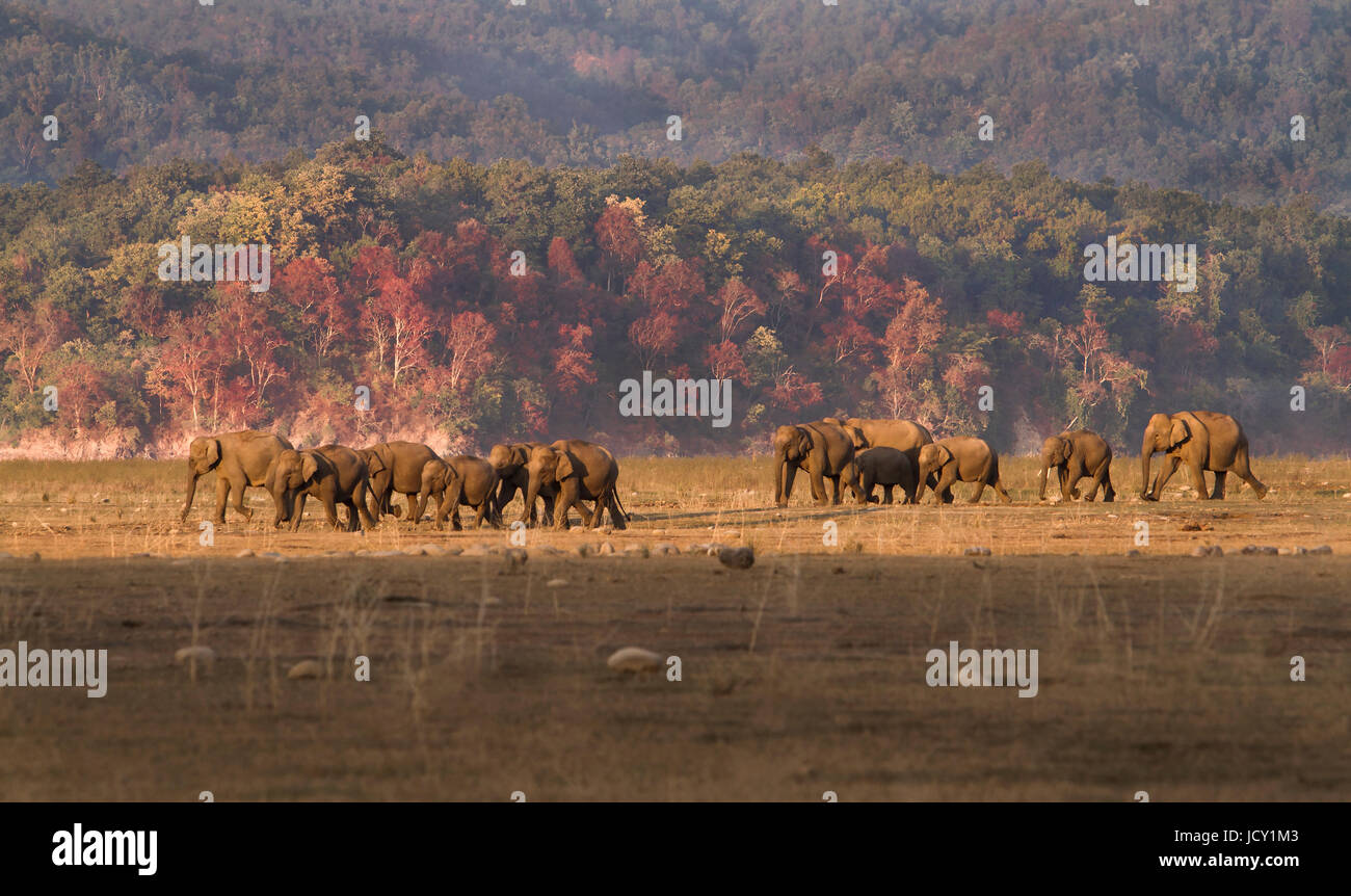 Asian / Indian Elephant herd on the move against a forest backdrop Stock Photo