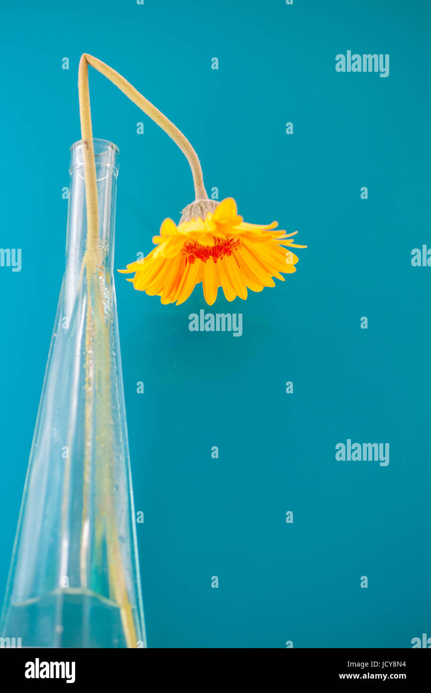 Bright yellow Gerbera Daisy against a blue background. Bold contrasting