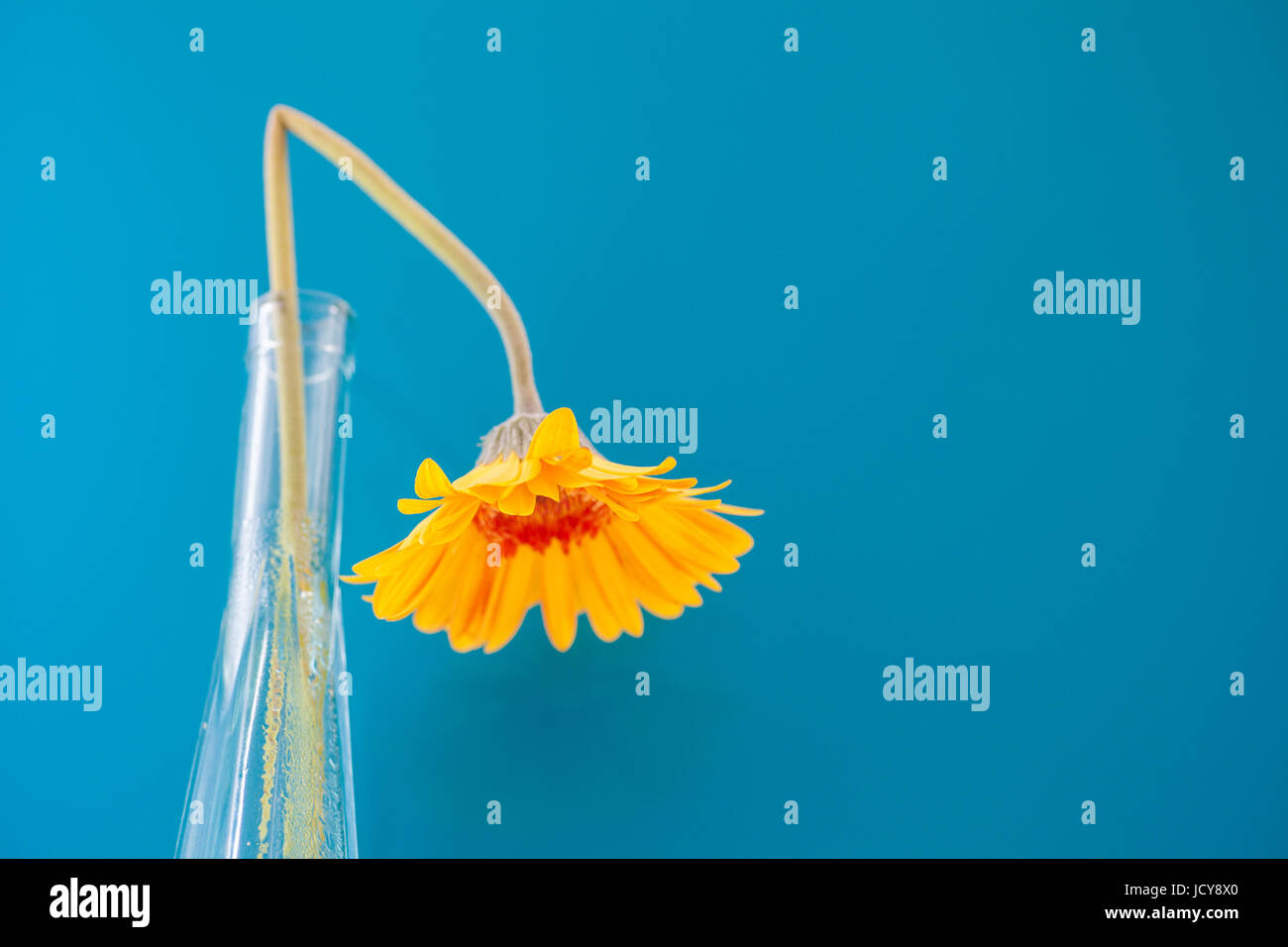 Bright yellow Gerbera Daisy against a blue background. Bold contrasting