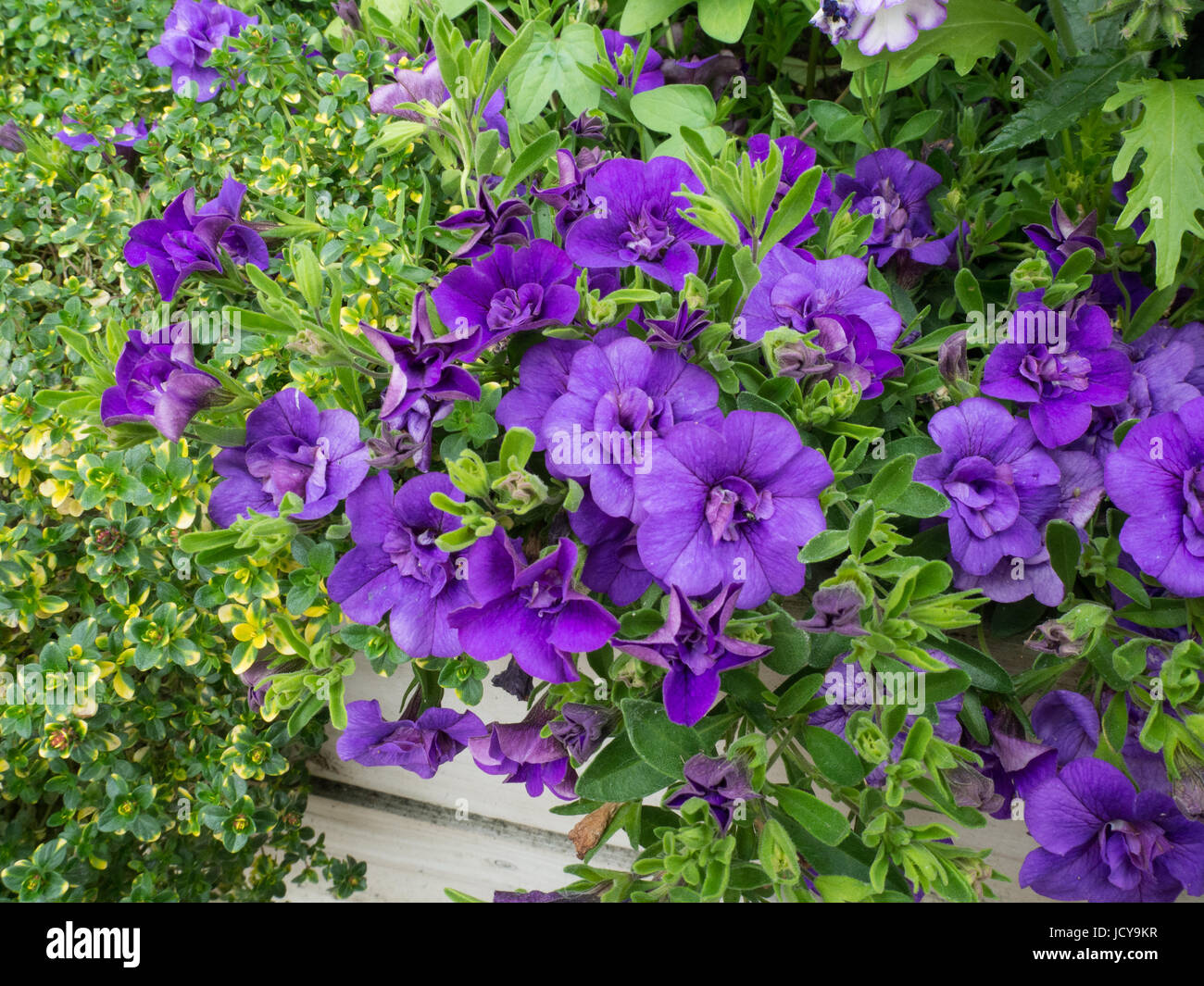 Calibrachoa Can-Can Double Blue in full flower Stock Photo