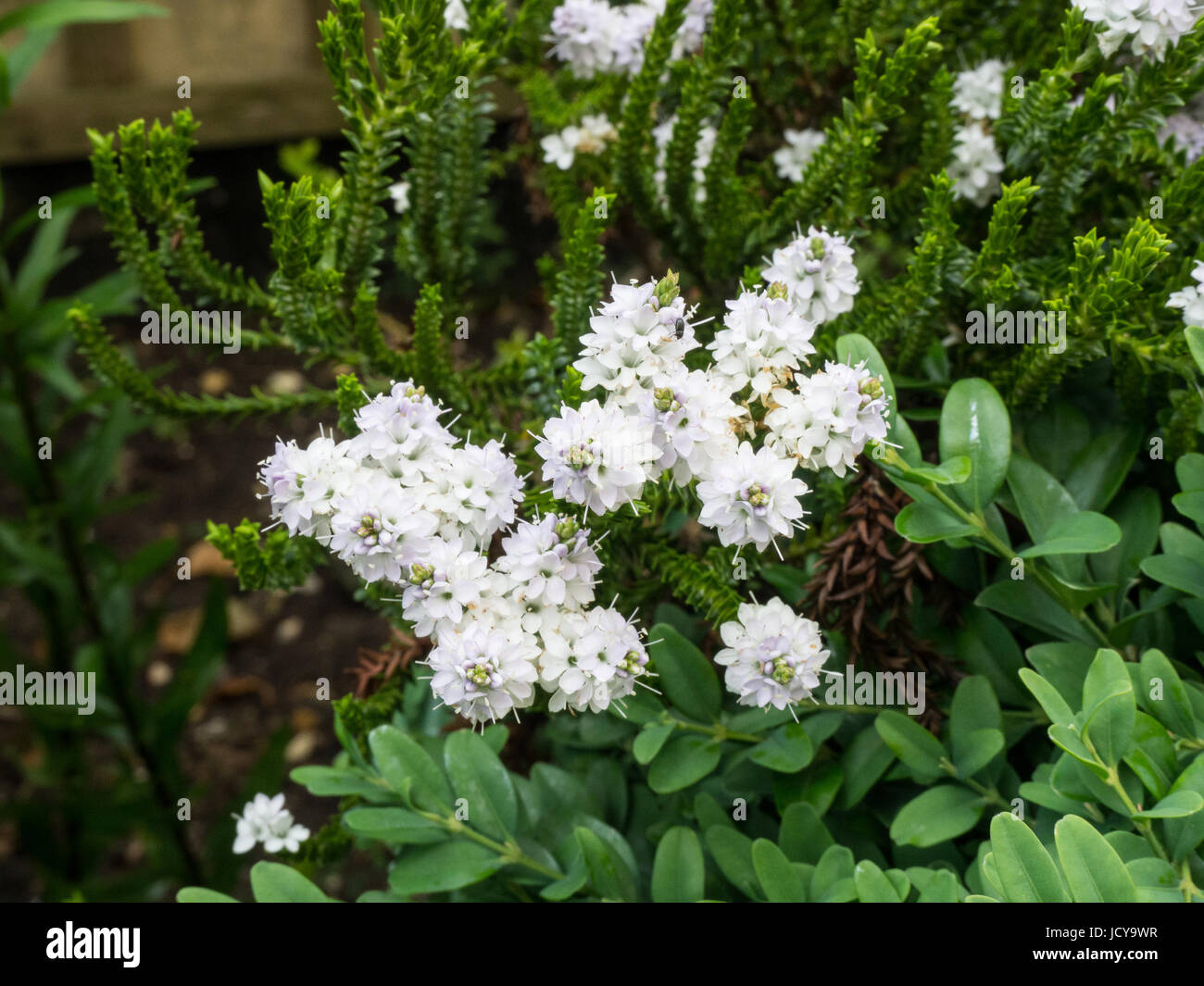 Hebe edinensis in flower Stock Photo