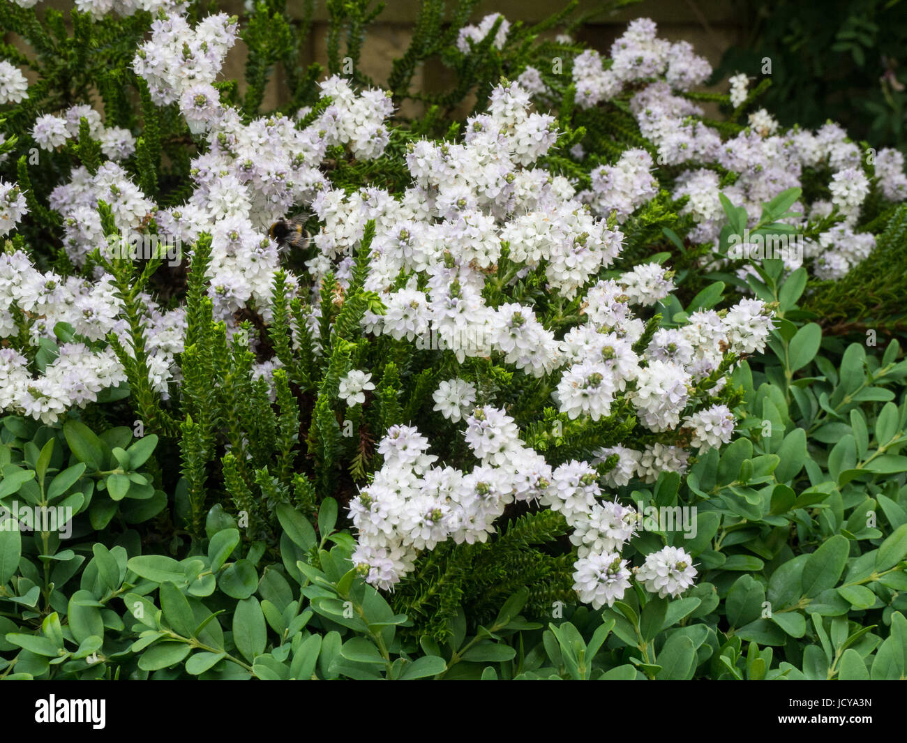 Hebe edinensis in flower Stock Photo