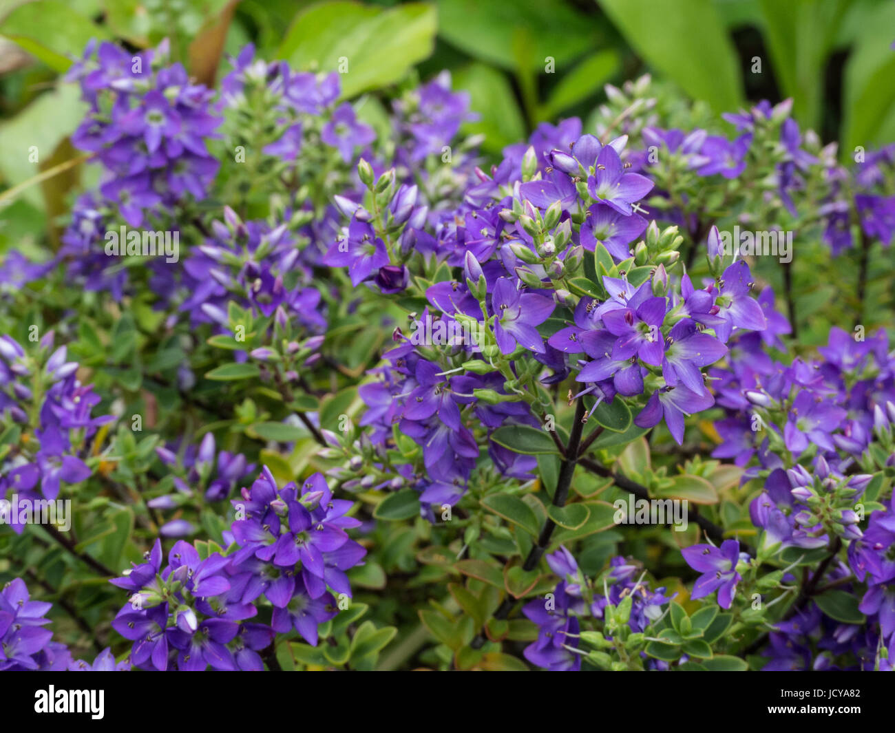 Close up of the blue flowers of Hebe youngii Stock Photo