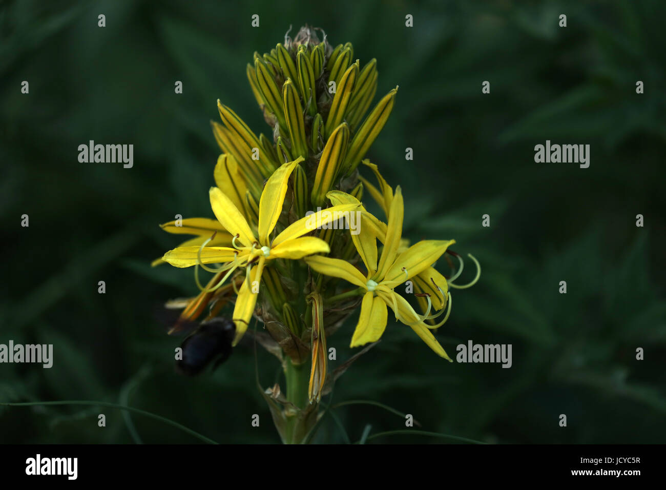 Asphodeline - Gelber Affodill Stock Photo