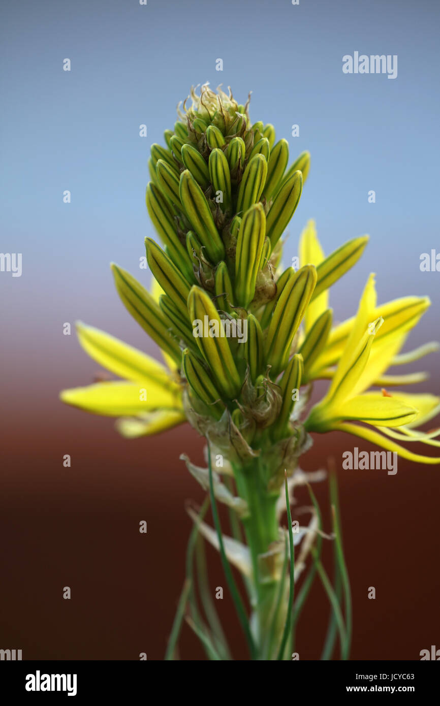 Asphodeline - Gelber Affodill Stock Photo