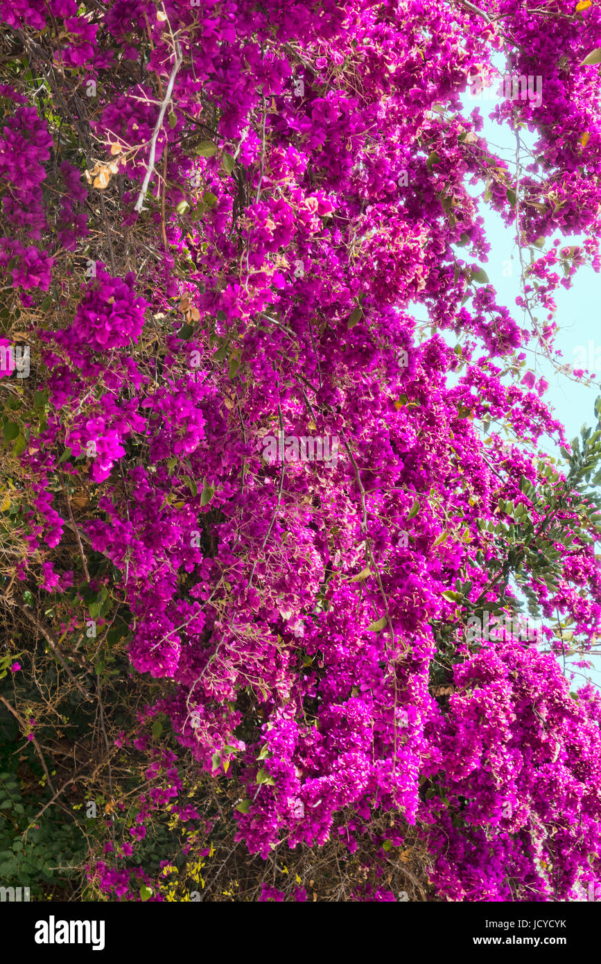 Bougainvillaea flowering in March at roadside, Akamas peninsula near Polis, west Cyprus Stock Photo