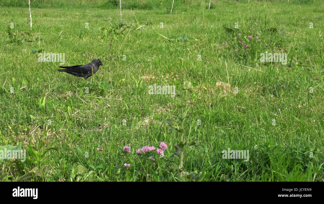 crows walking on the green lawn Stock Photo Alamy