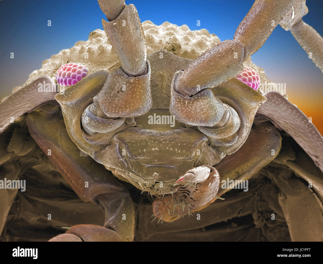 Cheesy Bug Stock Photos & Cheesy Bug Stock Images Alamy