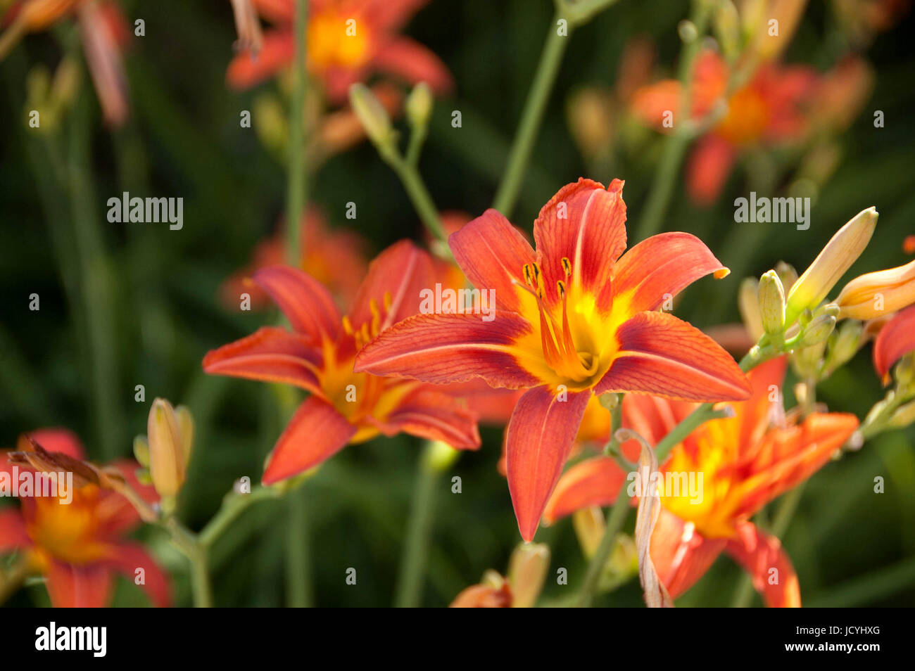 White lily flower with nature green background Stock Photo Alamy