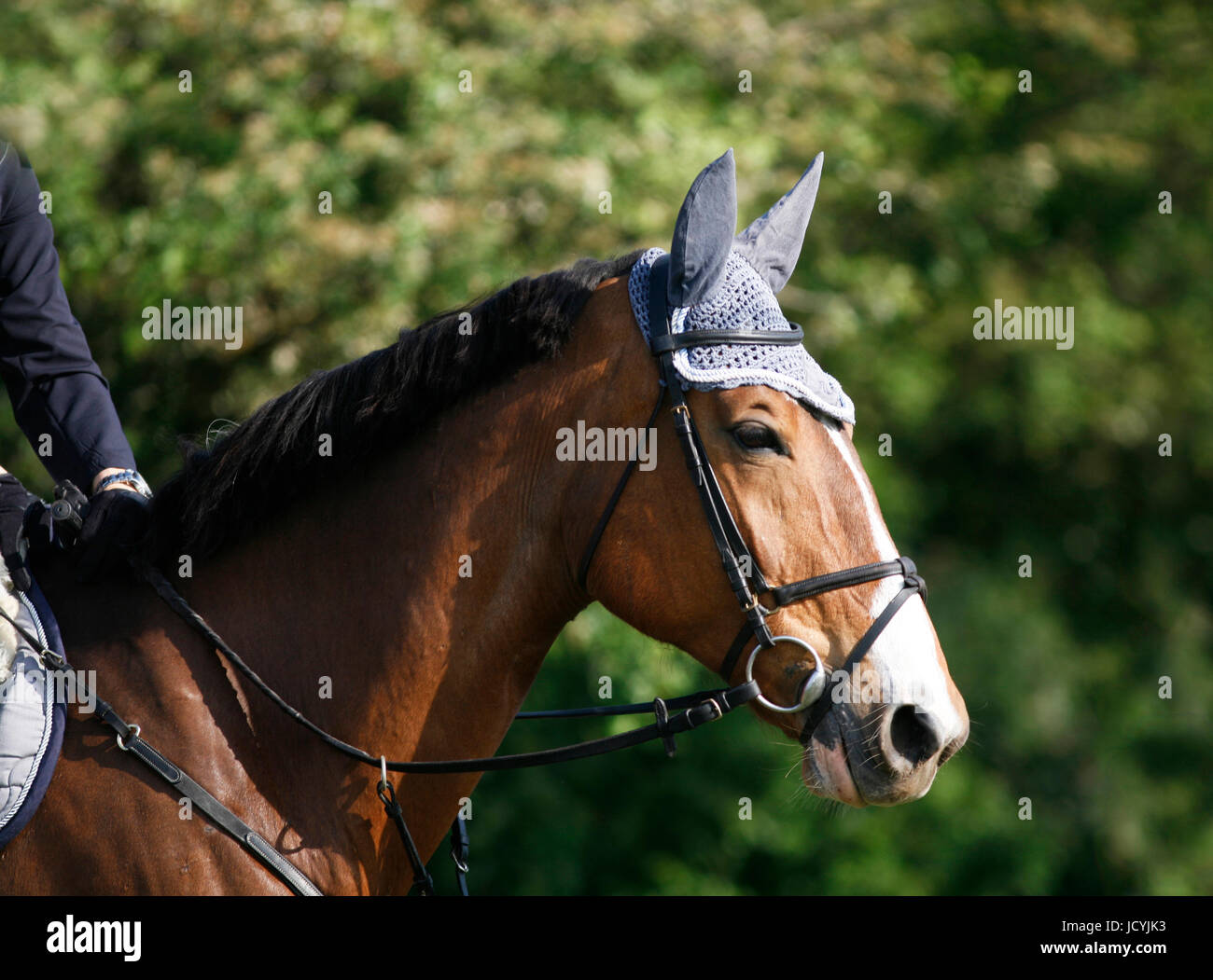 An unidentified rider sits in the saddle horseback during show jumping ...