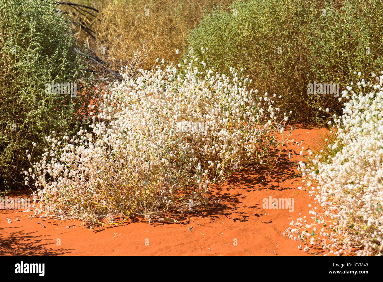 White wild flowers in the Australian outback north of Alice Springs. Northern Territory, Australia. Stock Photo