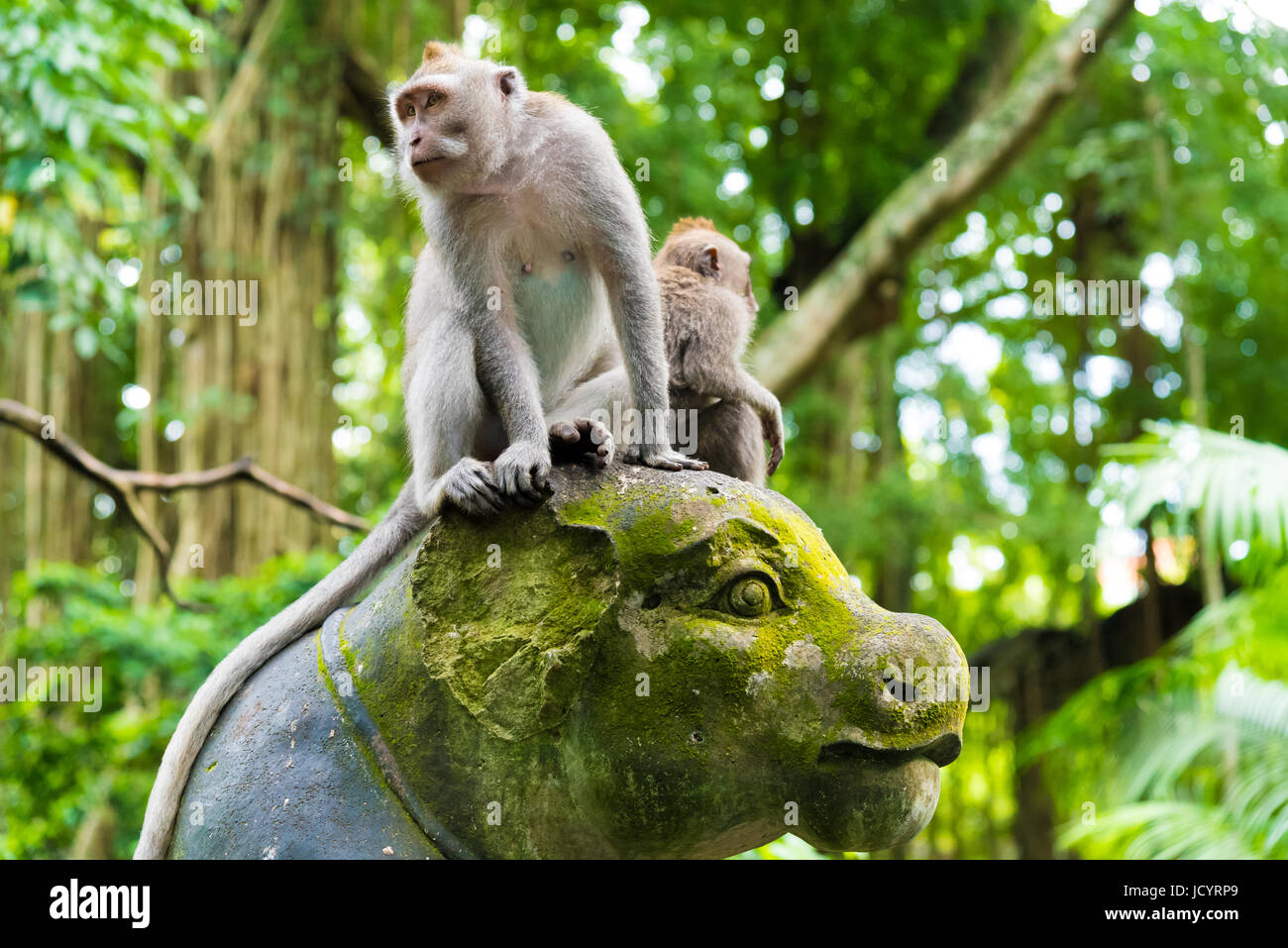 Macaque monkeys at Monkey Forest, Bali, Indonesia Stock Photo - Alamy