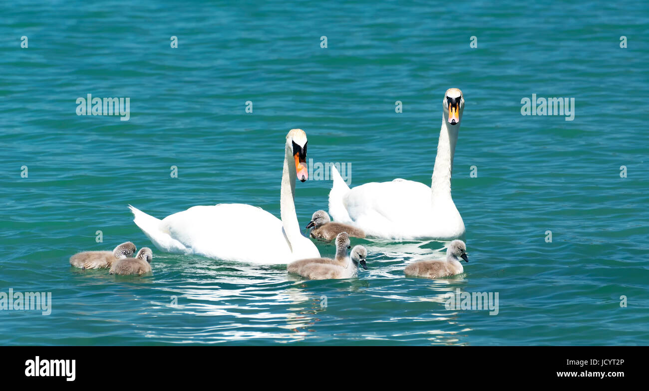 Swan family at Lake Balaton, Hungary Stock Photo