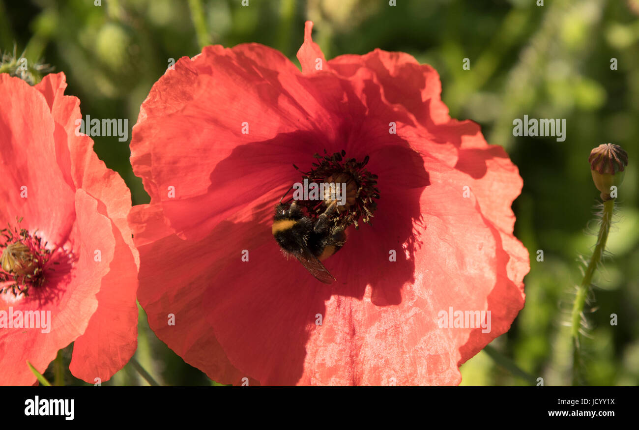 Bee and poppy flower Stock Photo Alamy