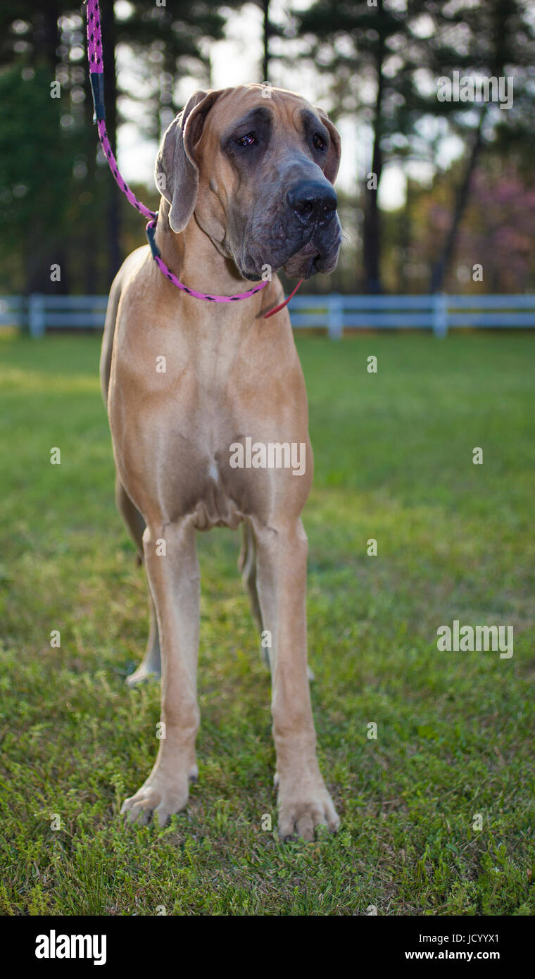 Sable great cheap dane