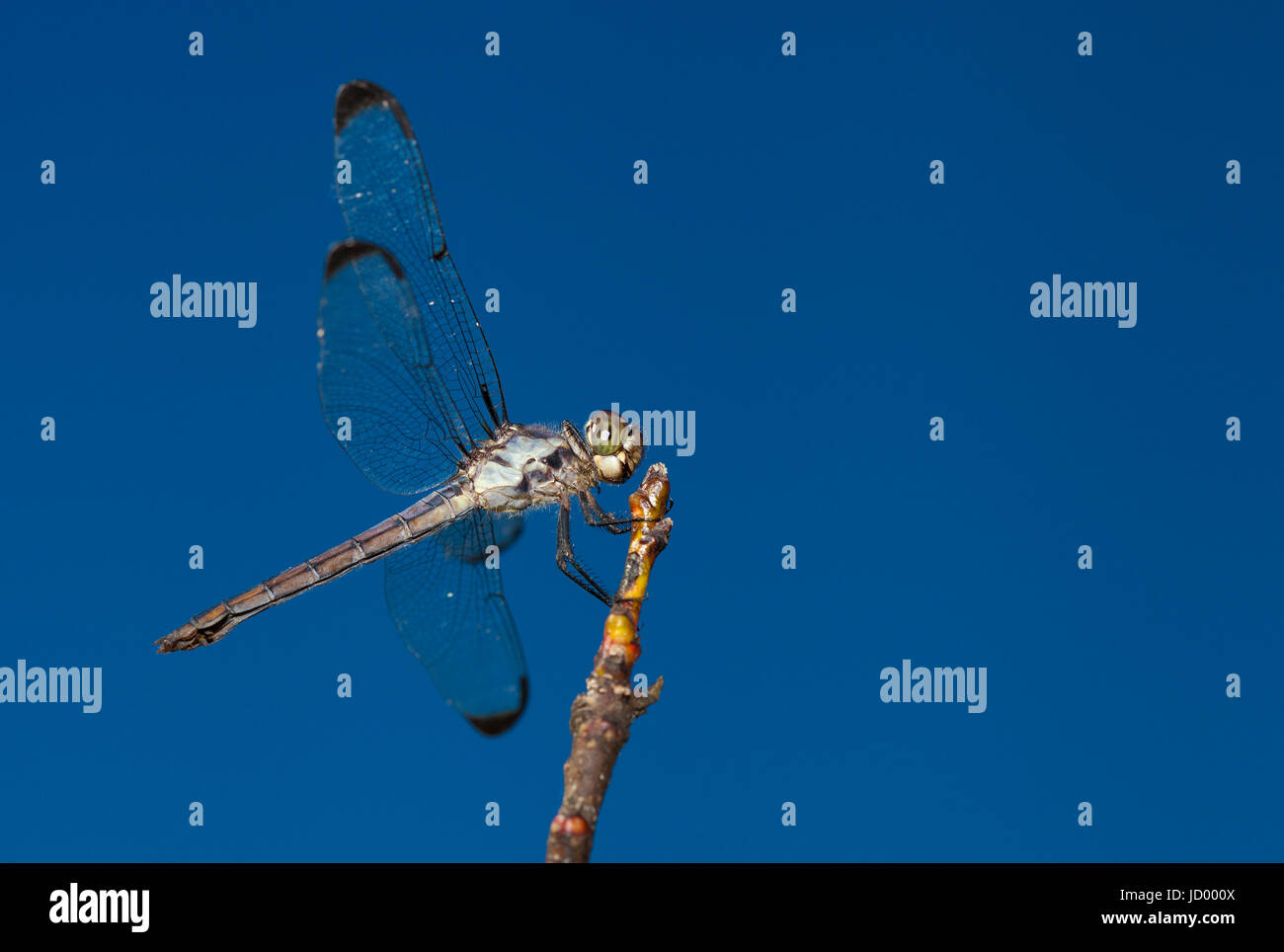 Green eyed dragonfly on a stick with sky behind Stock Photo - Alamy