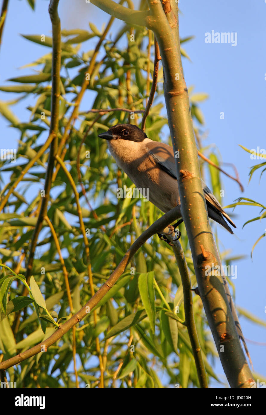 Asian Azure-winged Magpie (Cyanopica cyanus) adult perched in tree Beijing, China May Stock Photo
