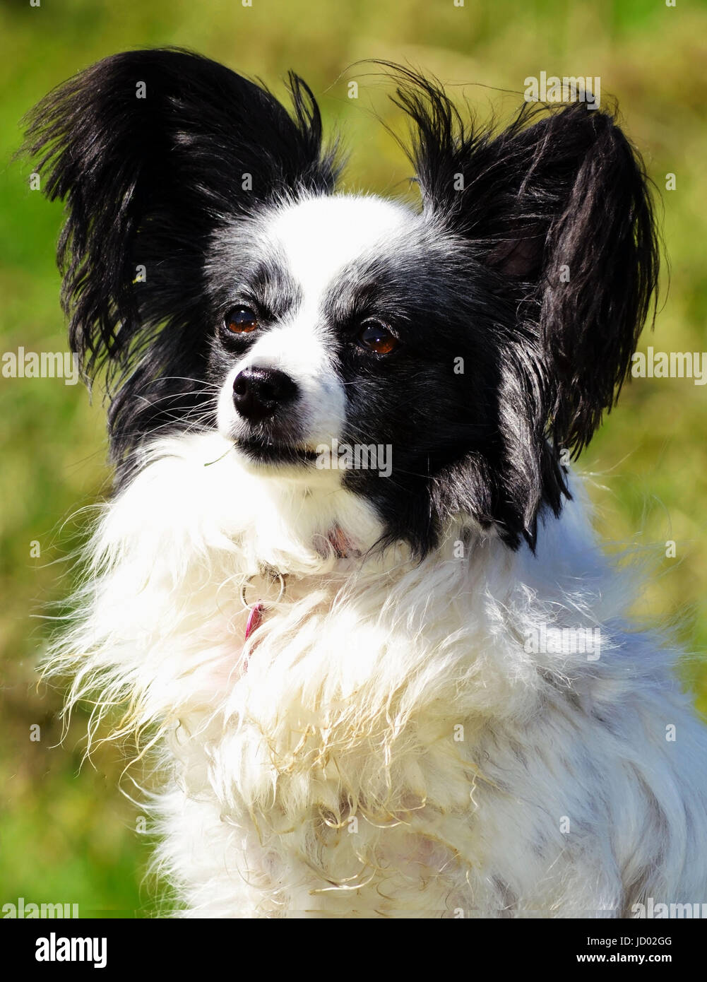 Papillon Dog (Continental Toy Spaniel) Black and White Stock Photo - Alamy