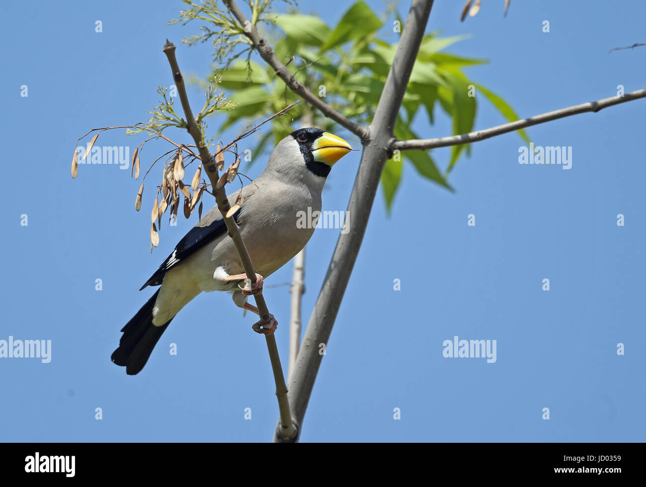 Japanese Grosbeak (Eophona rersonata magnirostris) adult perched in tree feeding on seeds  Hebei, China       May Stock Photo