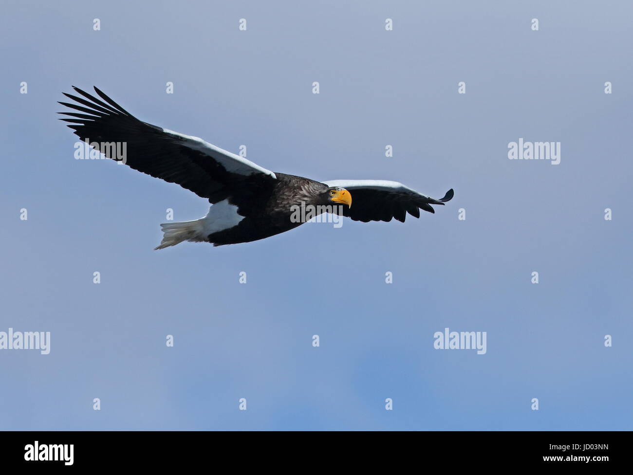 Steller's Sea-eagle (Haliaeetus pelagicus) adult in flight  Rausu, Hokkaido Japan          March Stock Photo