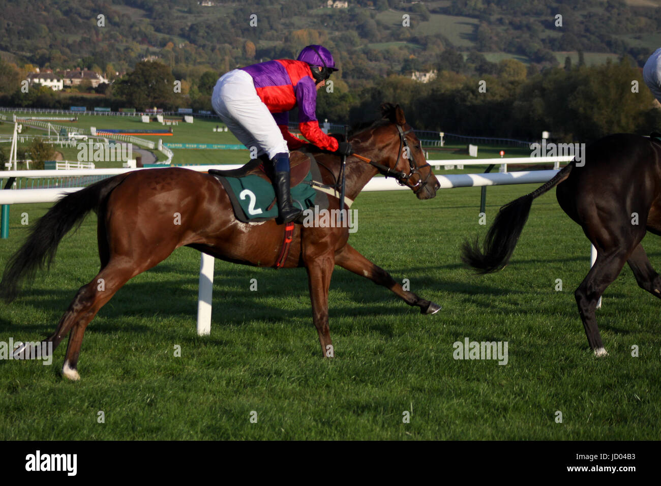 Jump jockeys racing at Cheltenham Stock Photo Alamy