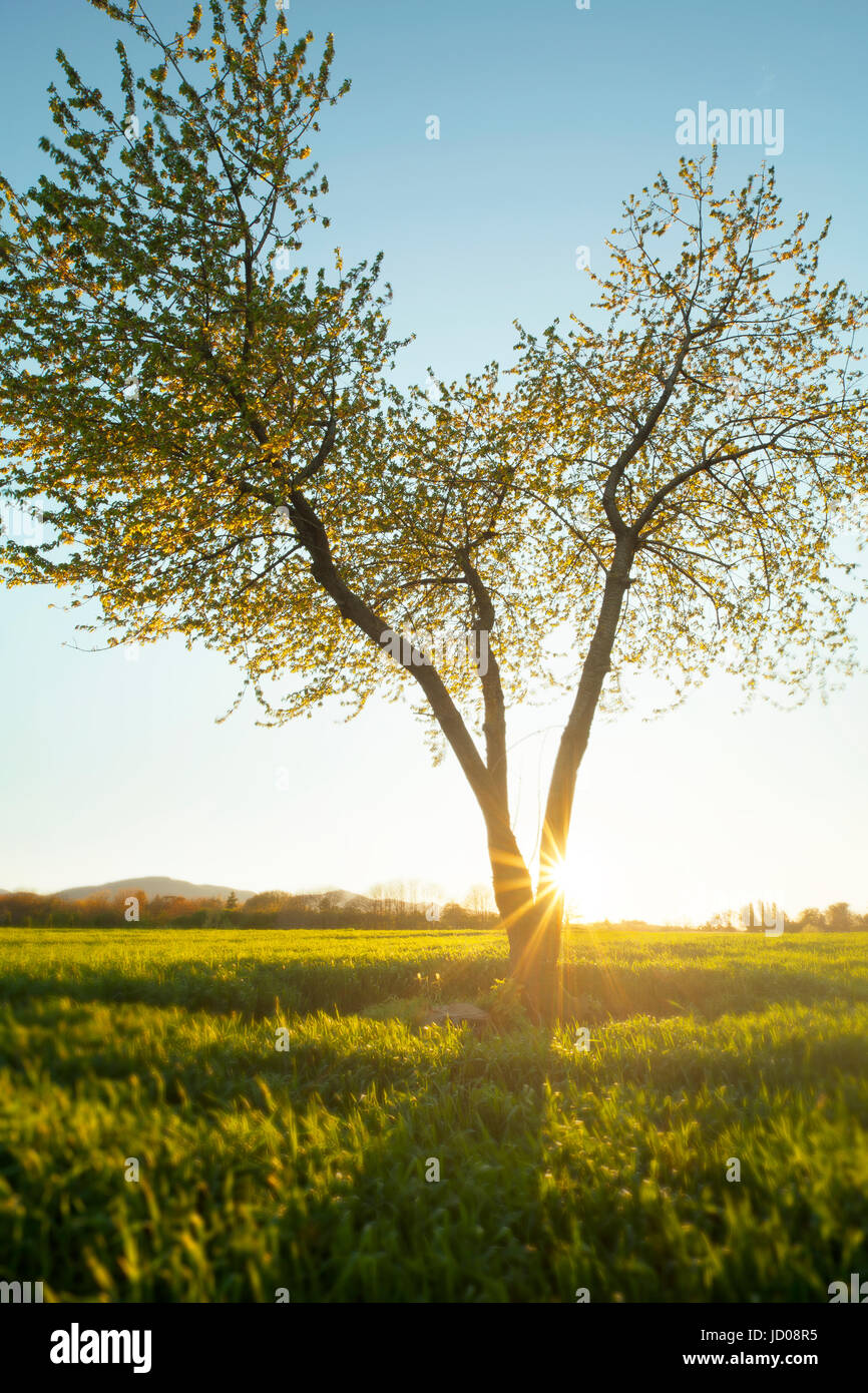 Tree on the hill in front of the sun Stock Photo