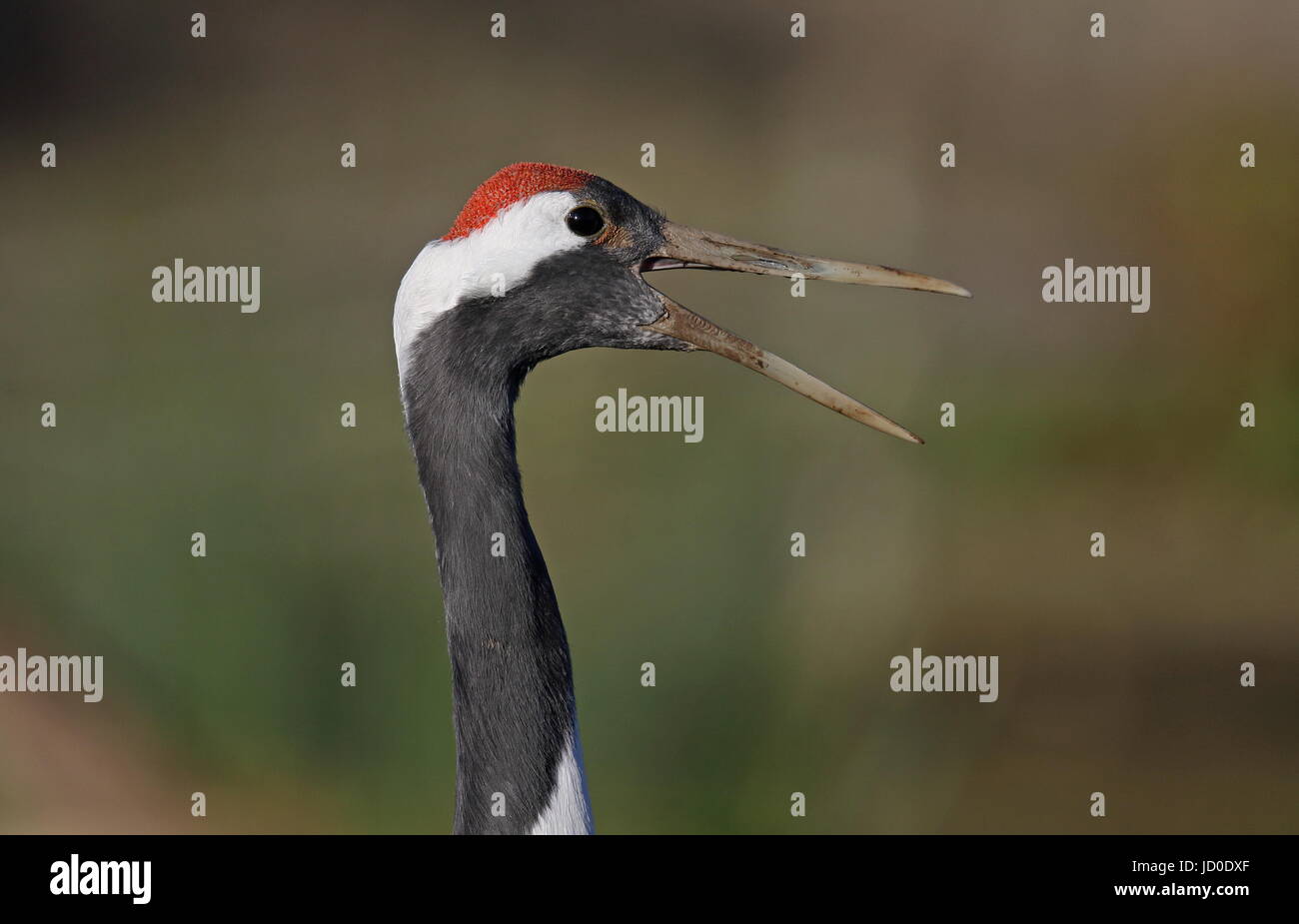 Red crowned Crane portrait Stock Photo
