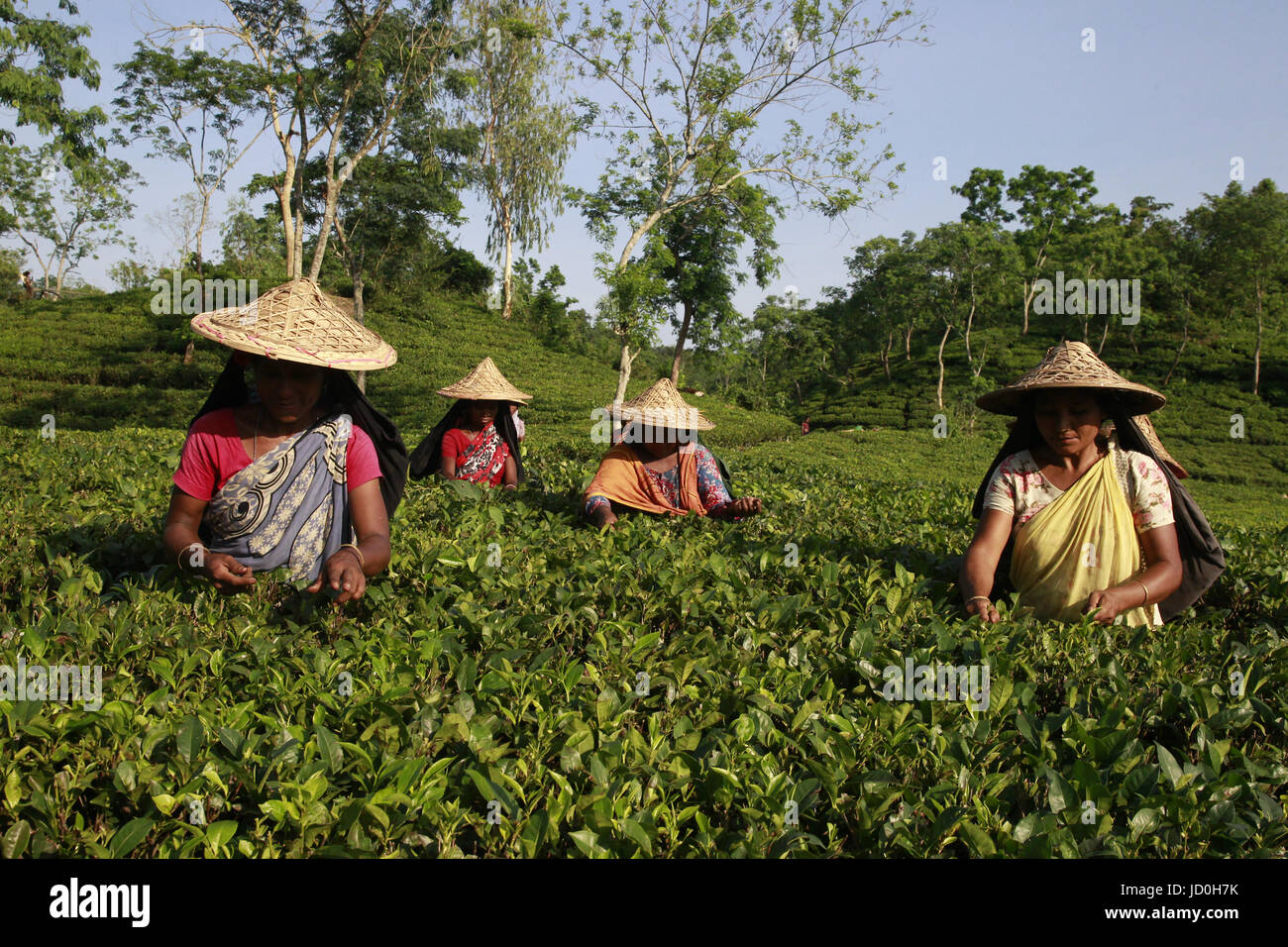 Tea garden in sylhet bangladesh hires stock photography and images Alamy