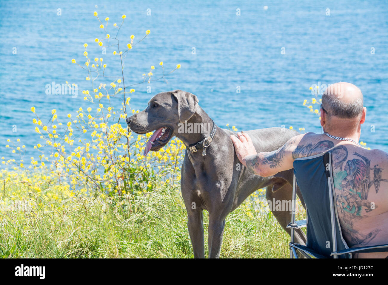 Newlyn, Cornwall, UK. 18th June 2017. UK Weather. A great Dane cooling down at Sandy Cove, Newlyn. Credit: cwallpix/Alamy Live News Stock Photo